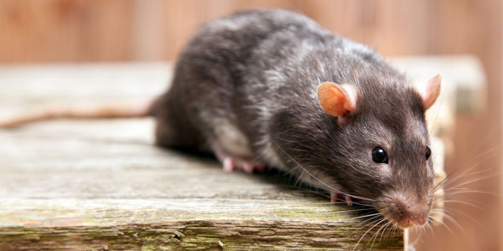 Est-ce que les rats sont agressifs ?