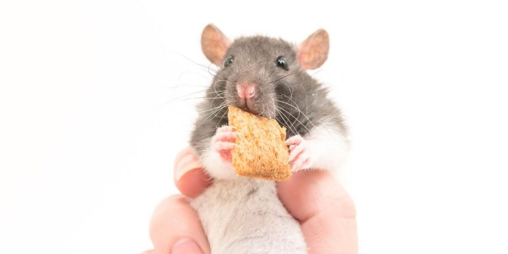 Quels aliments sont susceptibles d’attirer les rats ?