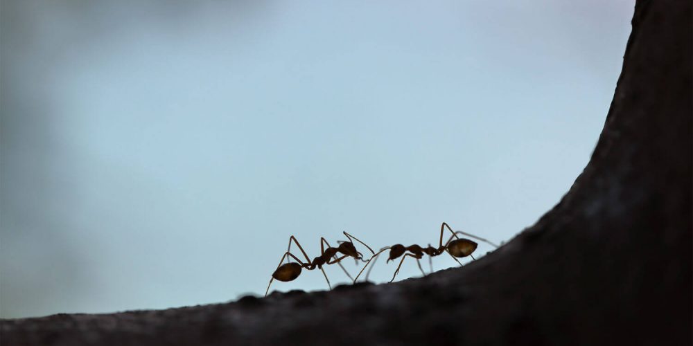 Comment combattre une invasion de fourmis charpentières ?