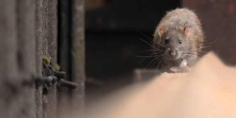 Pourquoi l’extermination professionnelle est essentielle pour se débarrasser des infestations de rongeurs à Montréal en 2023 : Conseils d’experts pour une maison sans souris ni rats