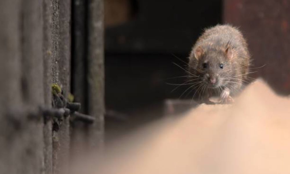 Pourquoi l’extermination professionnelle est essentielle pour se débarrasser des infestations de rongeurs à Montréal en 2023 : Conseils d’experts pour une maison sans souris ni rats