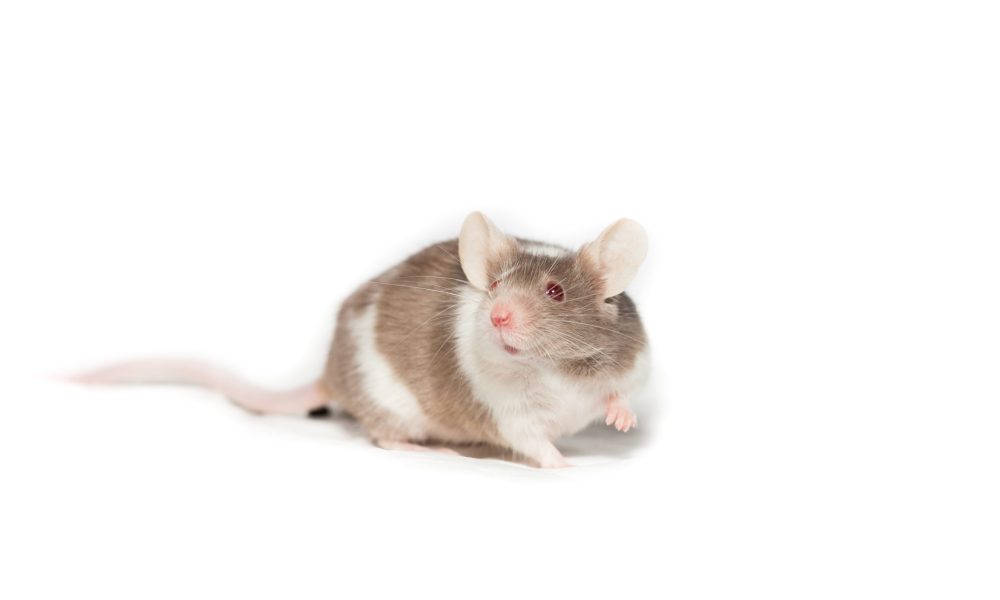 Comment éviter une infestation de souris et de rats dans votre maison à Montréal