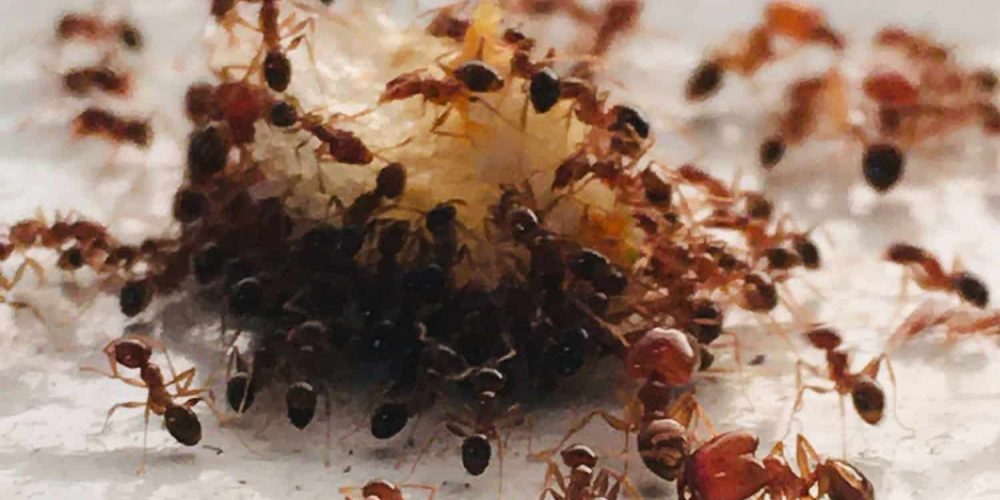 Quelles odeurs sont succeptible defaire fuir les fourmis ?