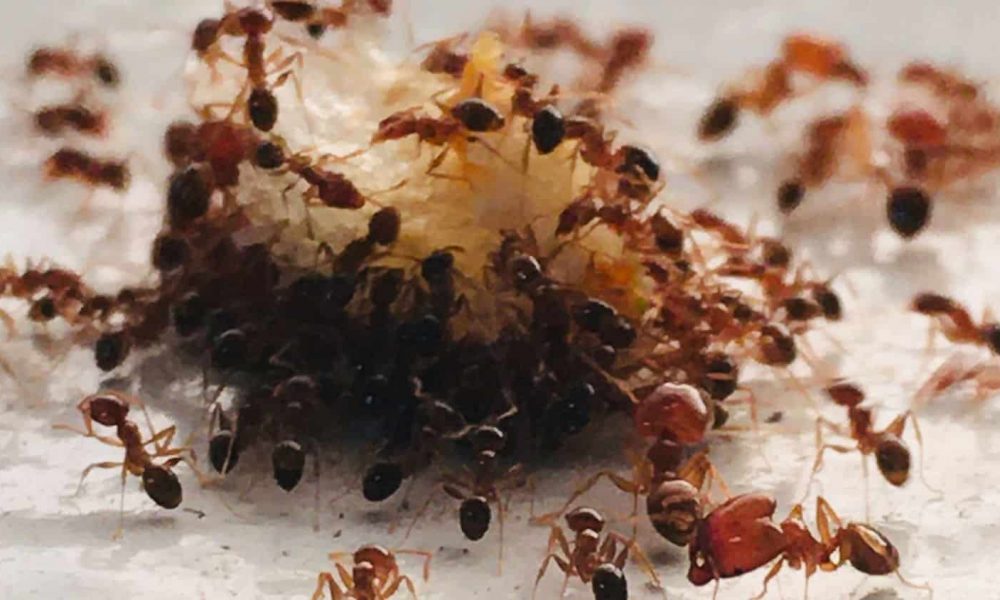 odeurs attire fourmis
