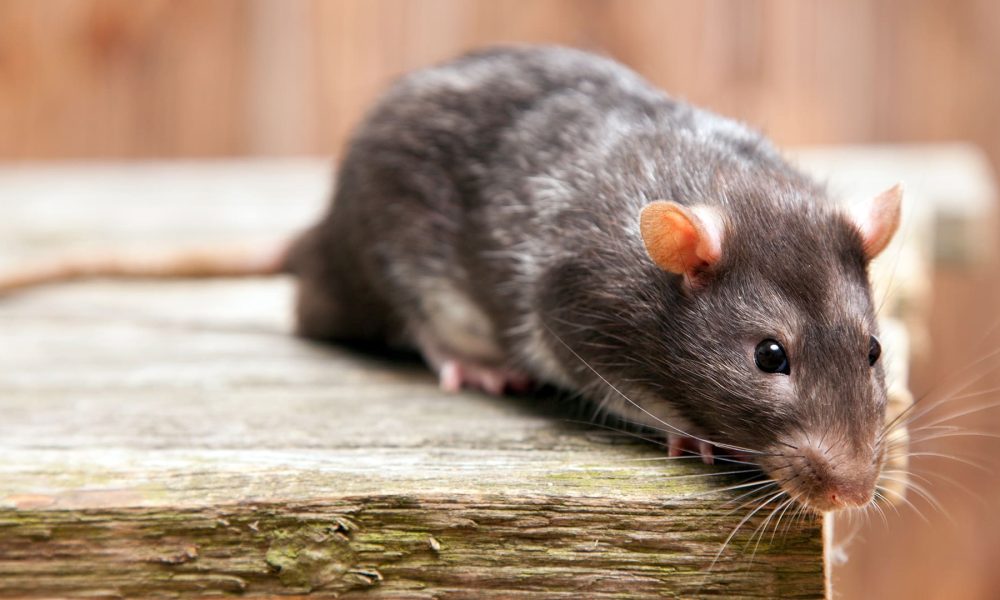 Est-ce que le vinaigre fait fuir les rats ?