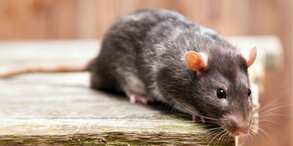 Comment prévenir les infestations de rats pendant la saison des pluies ?