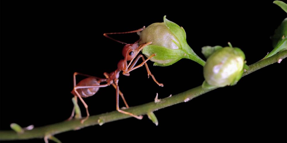 Quelle est la durée de vie d’une reine fourmi ?