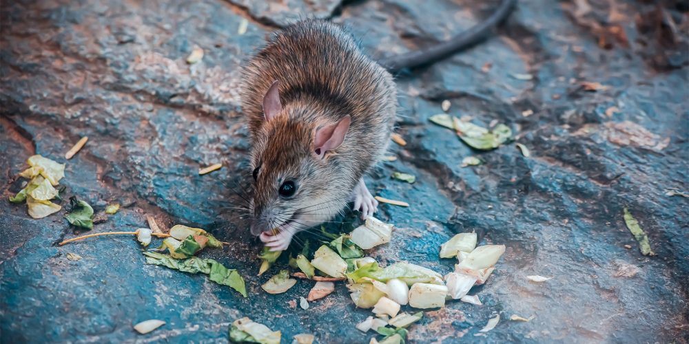 Quels sont les endroits les plus courants où les souris se cachent ?