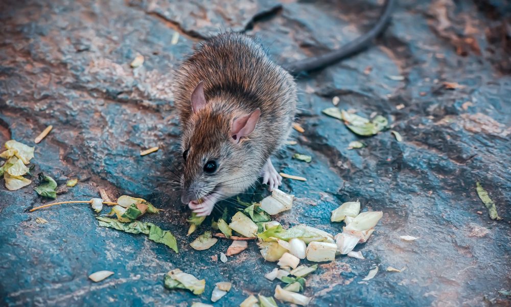 Quels sont les endroits les plus courants où les souris se cachent ?