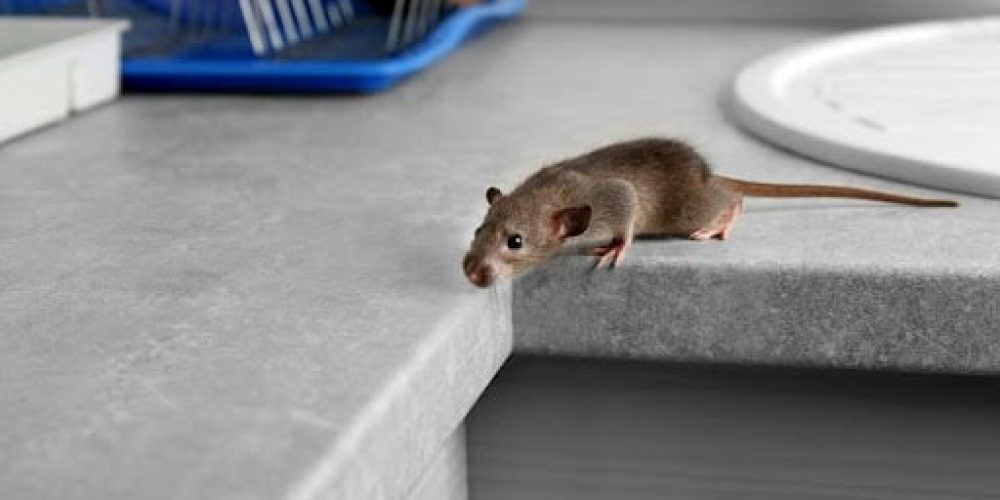 Comment se débarrasser efficacement des souris et mulots : Guide complet