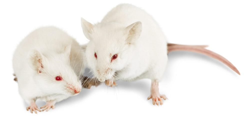 Infestation de rats, les méthodes de prévention