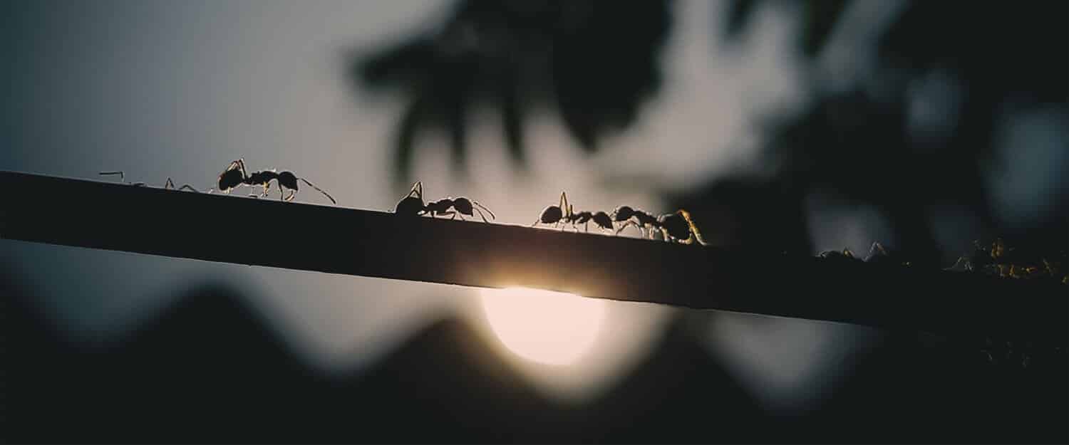 combattre une fourmis charpentière