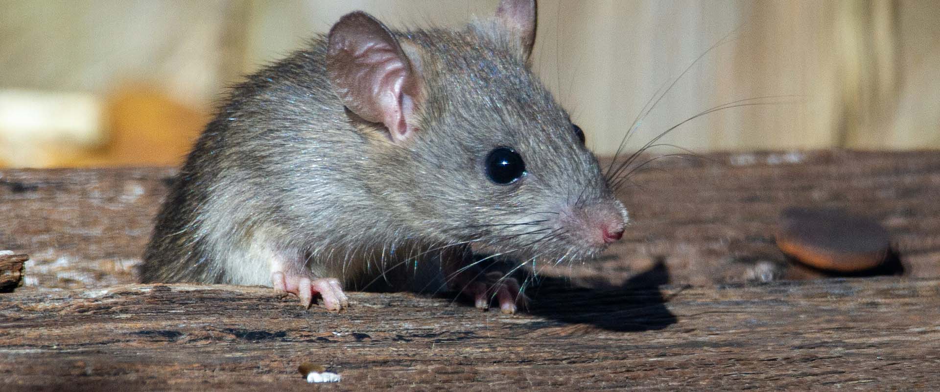 rats dans les écoles