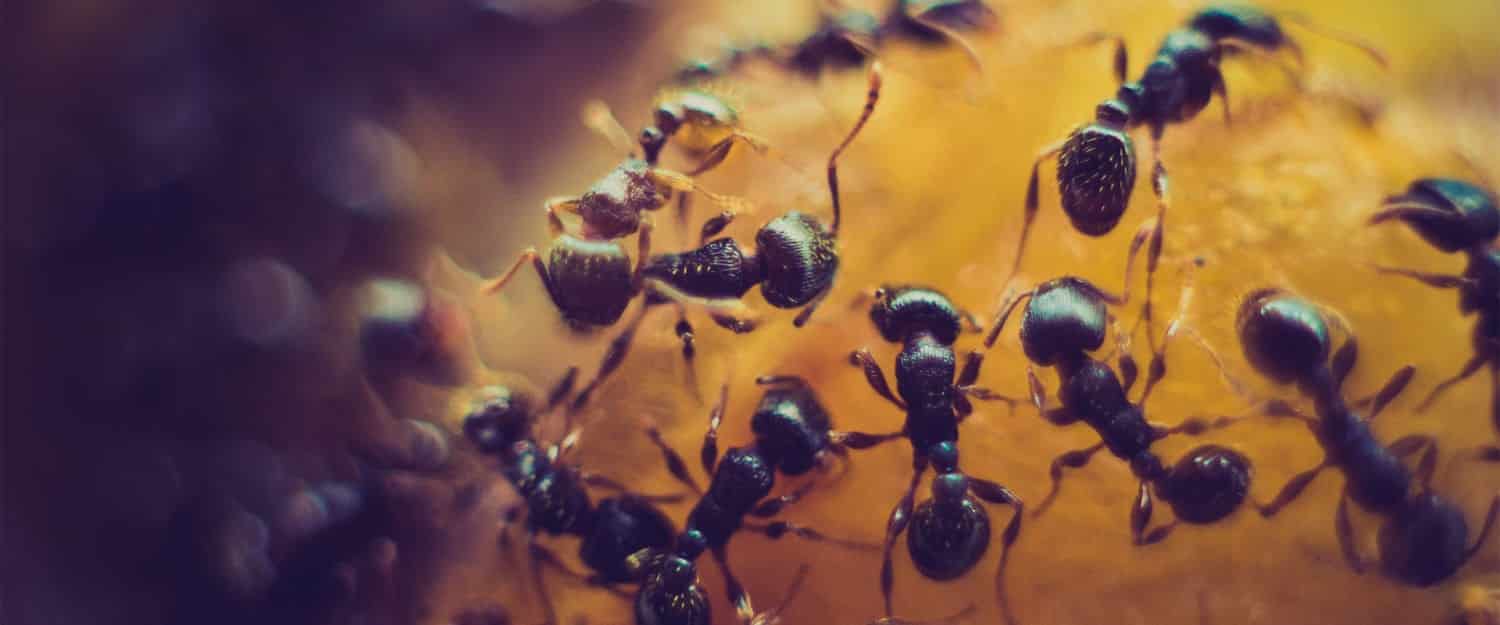 fourmis sur nourriture
