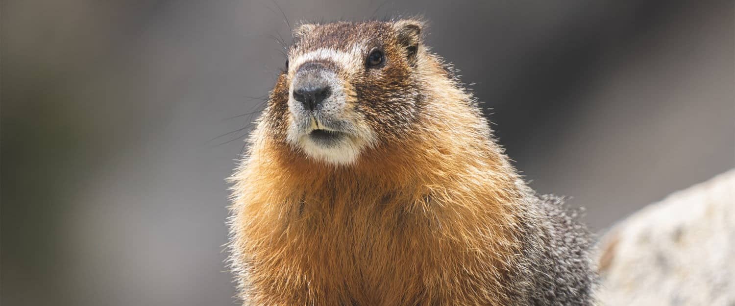 marmotte animal sauvage