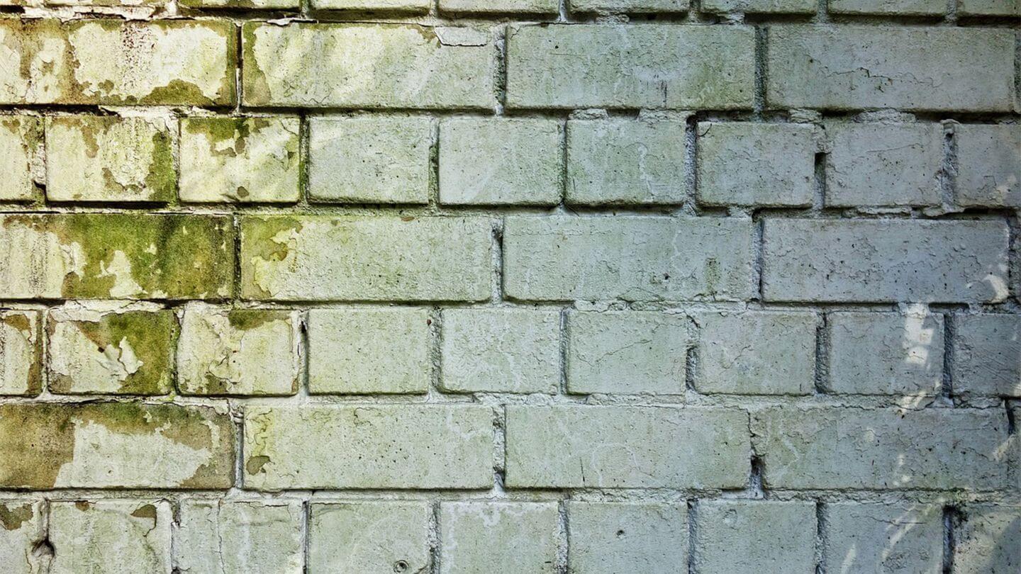moisissure sur un mur de briques