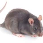 souris rats sur fond blanc