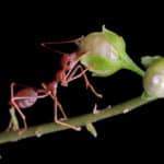 fourmis sur une branche d'arbre